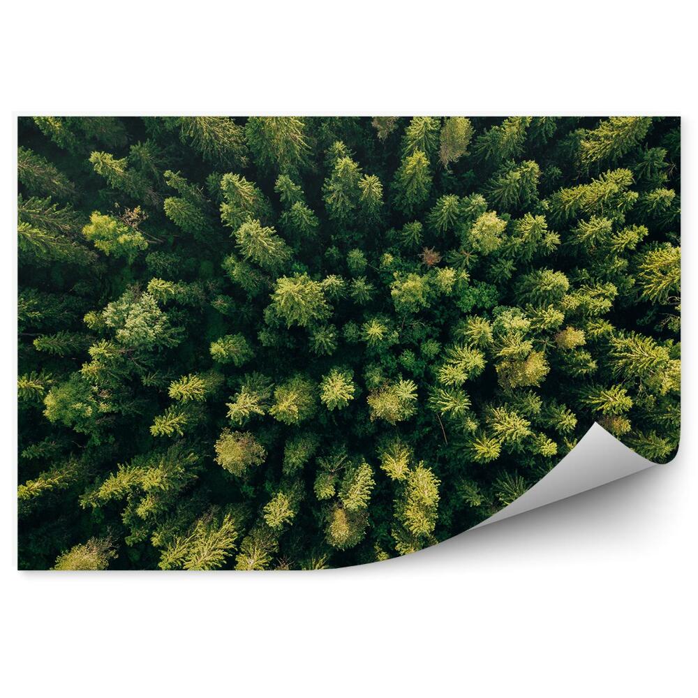 Fototapeta na ścianę Widok z lotu ptaka las zielony drzewa