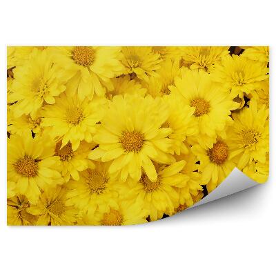 Fototapeta na ścianę Mniszki lekarskie tło