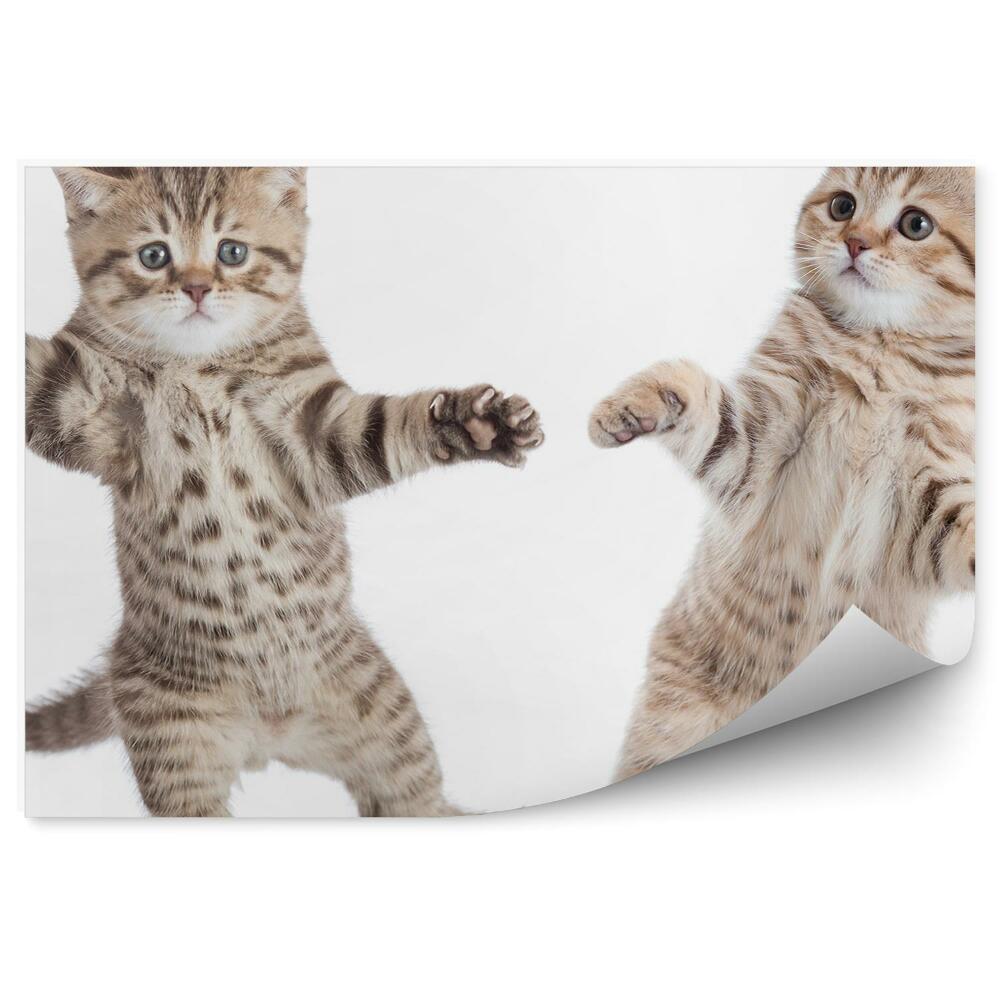 Fototapeta Dwa małe kotki taniec białe tło