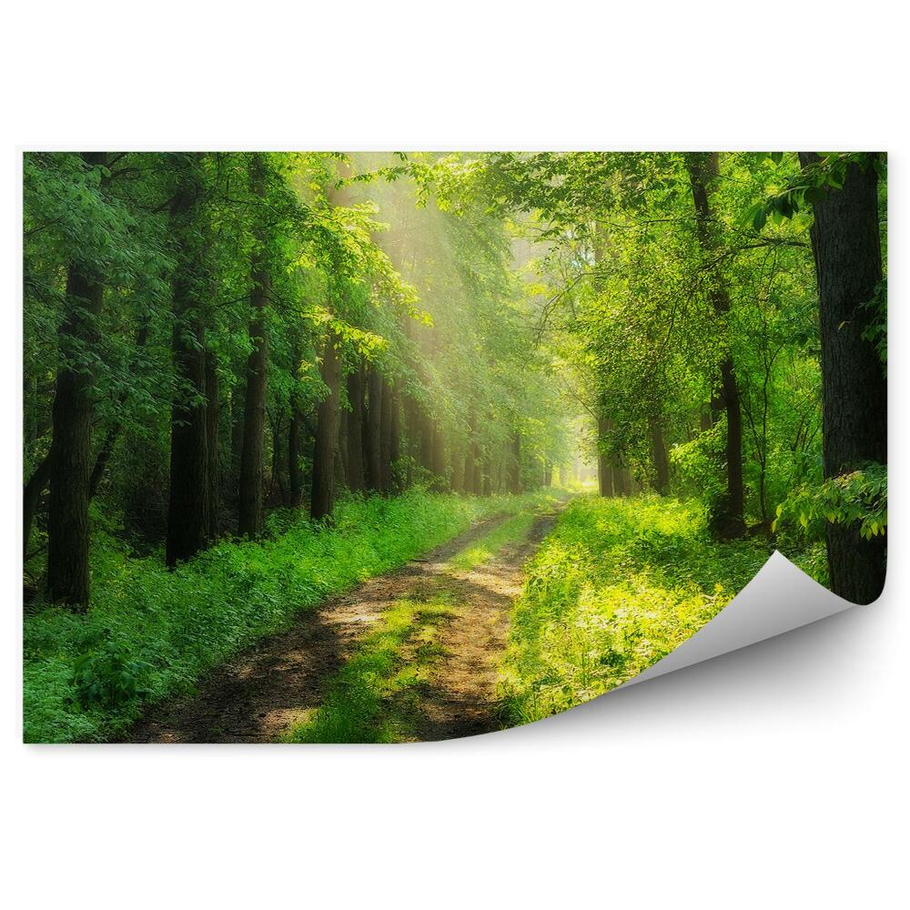 Okleina ścienna Zielony las ścieżka