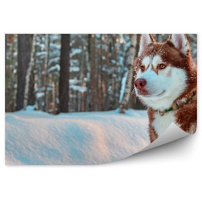 Fototapeta Syberyjski husky ruda sierść zima śnieg las