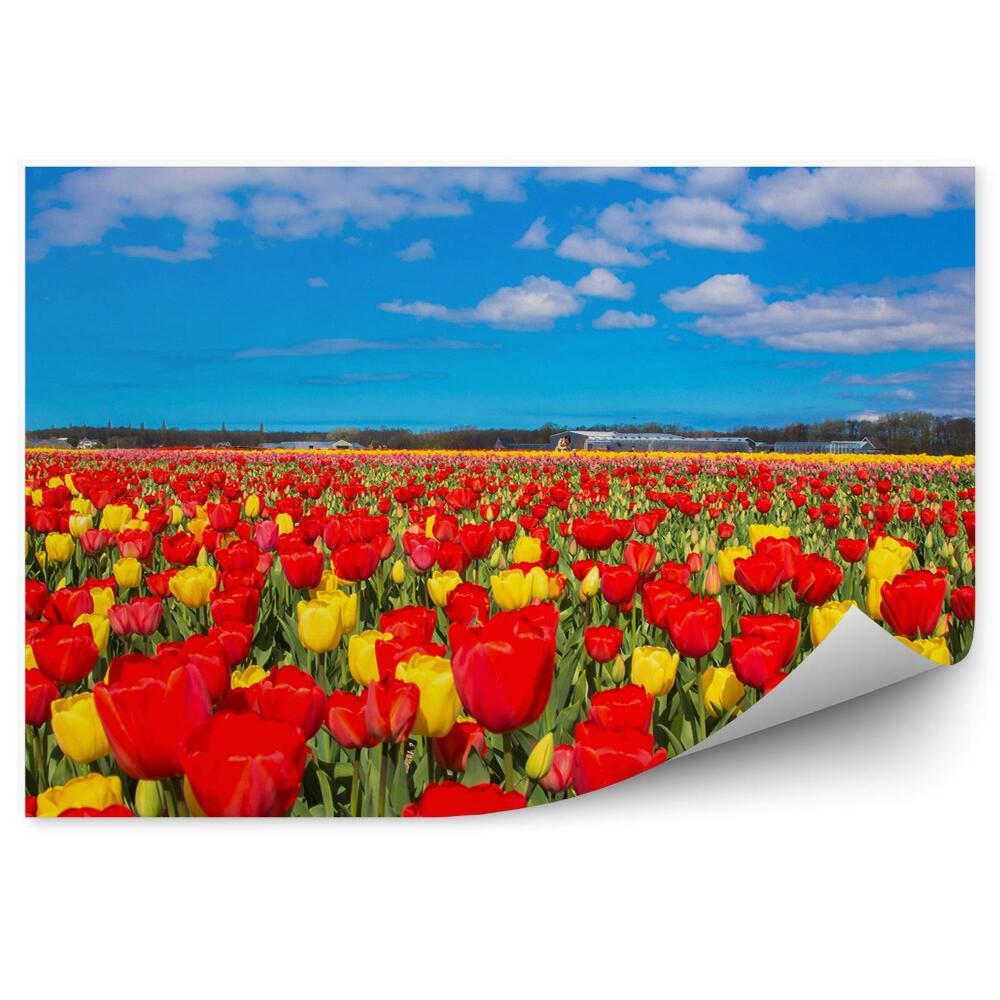Fototapeta na ścianę Pole tulipanów niebo chmury budynki kwiaty