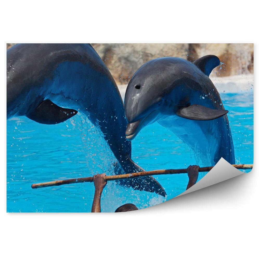 Okleina ścienna Delfiny w delfinarium skaczące przez pałąk