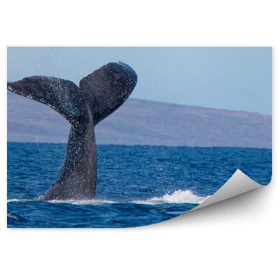 Fototapeta ogon Humbaka ocean Hawaje