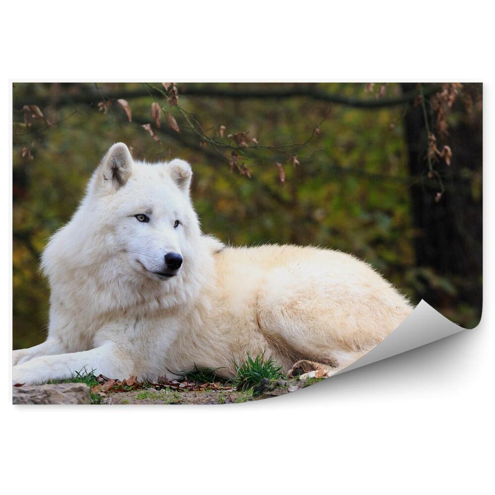 Fototapeta Biały wilk odpoczynek las trawa jesień