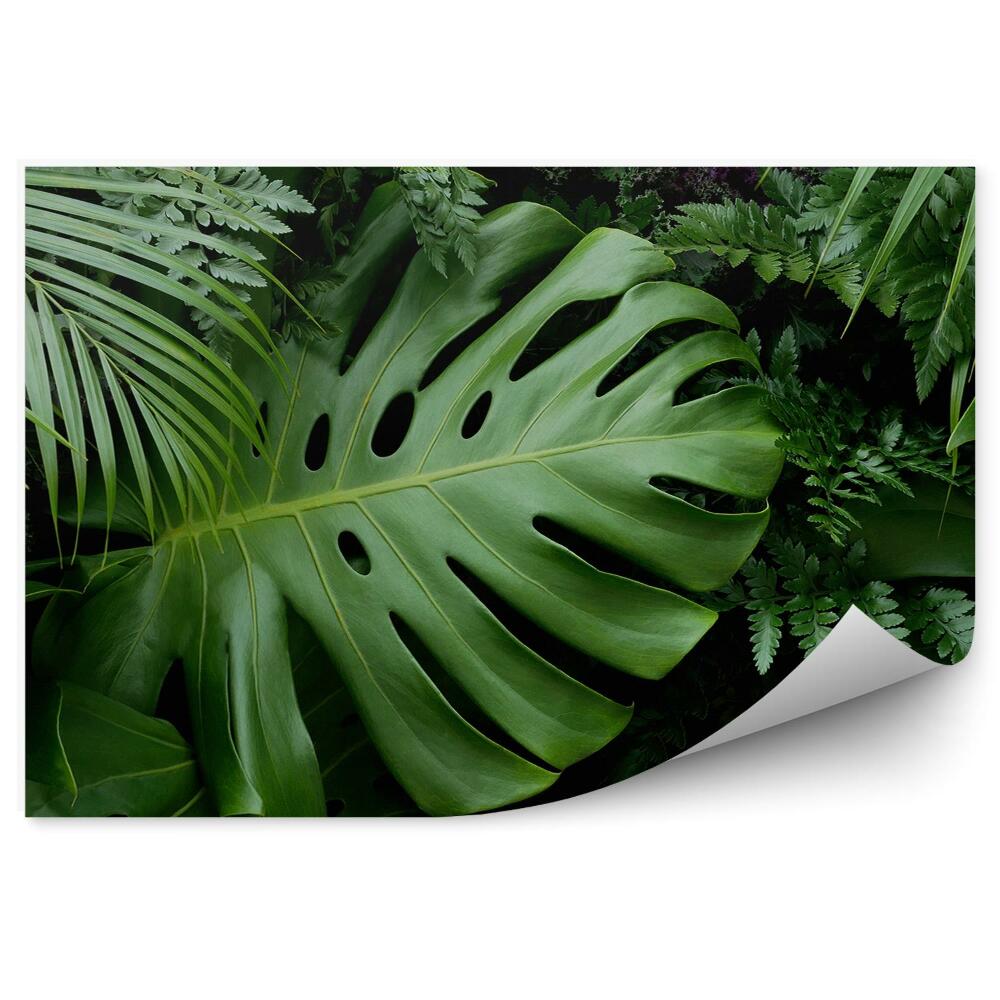 Fototapeta na ścianę Zielone liście tropikalne palmy paprocie