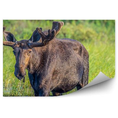 Fototapeta na ścianę Łoś brodzi w wodzie