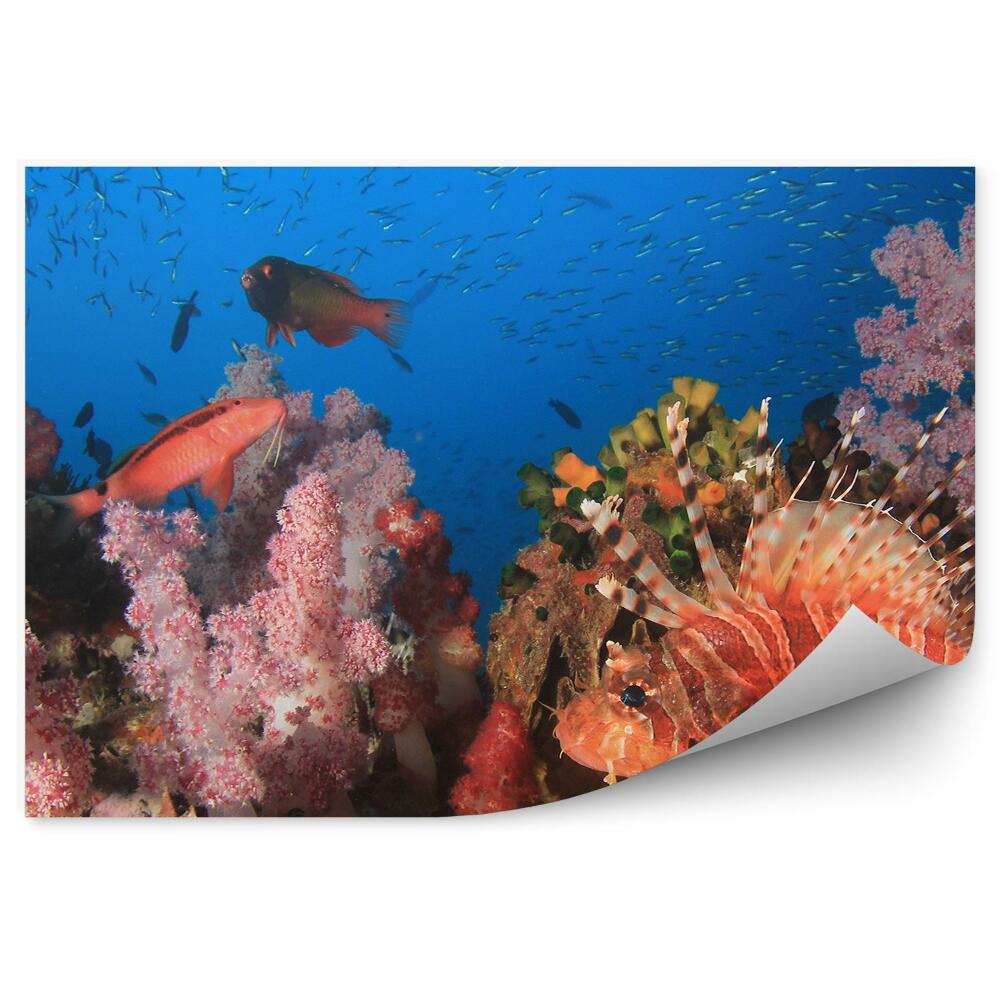 Okleina ścienna Ryby rafy koralowej