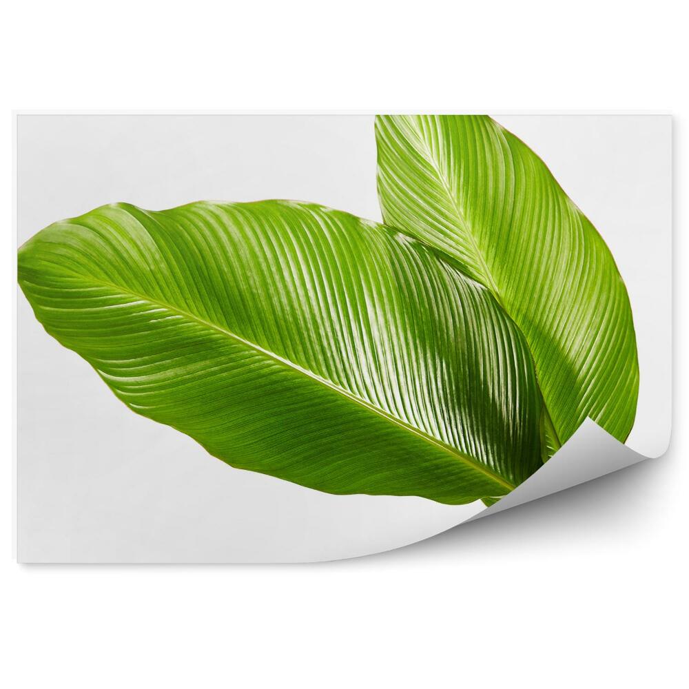 Fototapeta na ścianę Duże tropikalne liście egzotyczne zielone