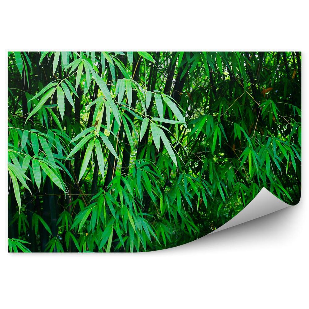 Okleina ścienna Chiny las zielone liście bambusa
