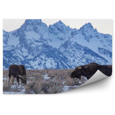 Fototapeta na ścianę Łosie na górskiej łące