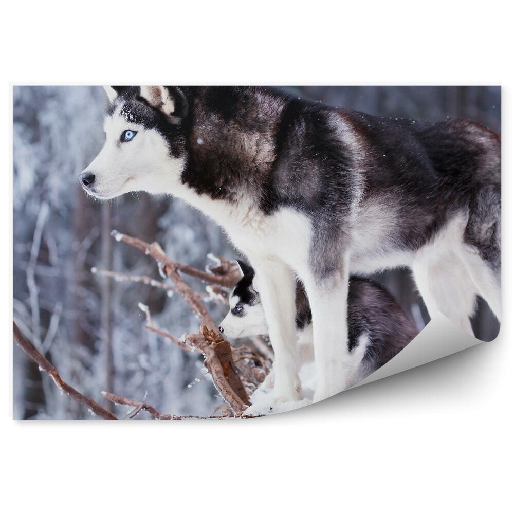 Fototapeta Husky szczeniak las zima śnieg błękitne oczy