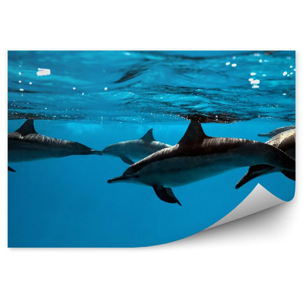 Okleina ścienna Delfiny pod wodą