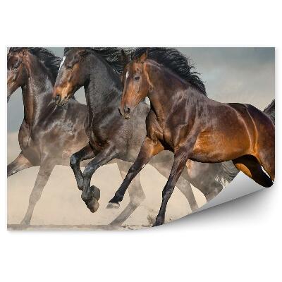 Fototapeta Dzikie ciemne konie pustynia piasek pył