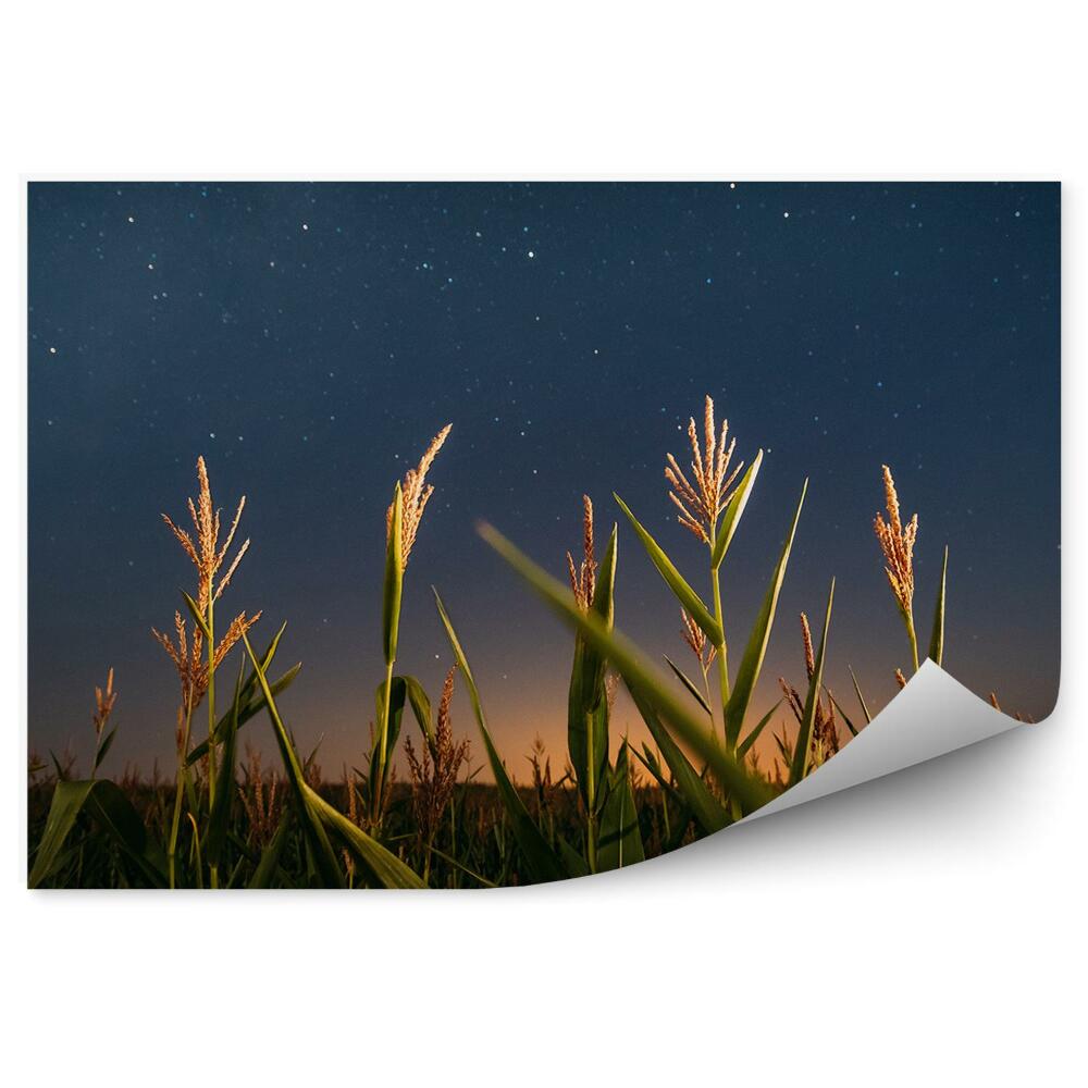 Fototapeta Pole kukurydzy gwiaździste niebo