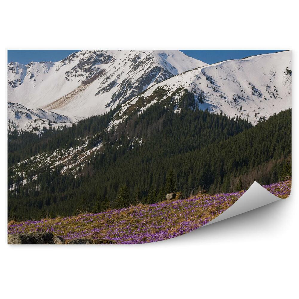 Okleina ścienna Fioletowe kwiaty krokusy Alpy śnieg las
