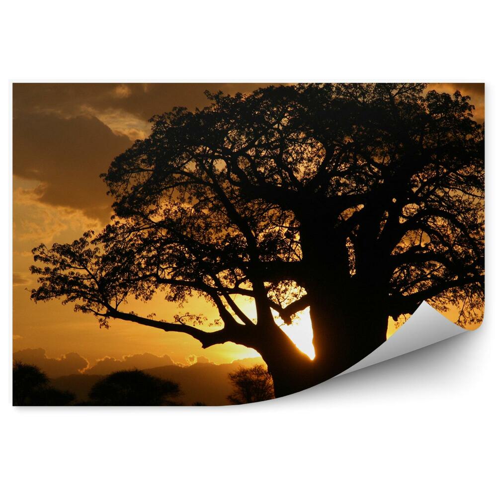 Fototapeta Tanzania cienie drzewa rośliny słońce