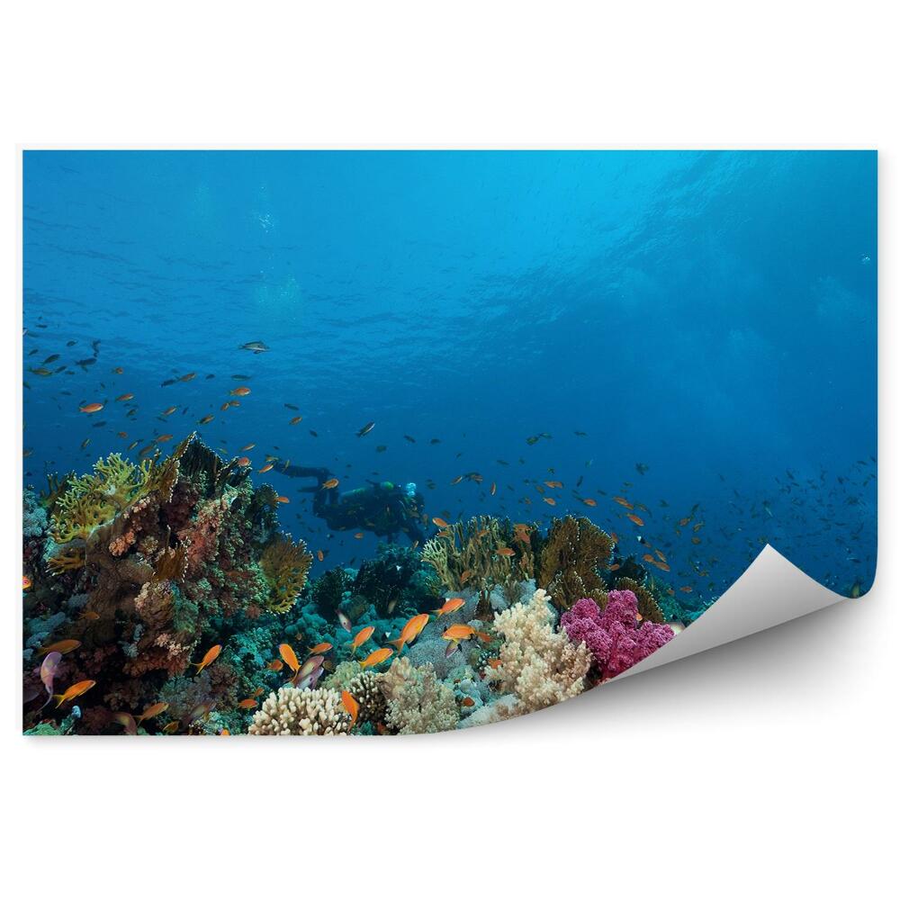 Okleina ścienna Rafa koralowa kolorowe ryby nurek woda ocean