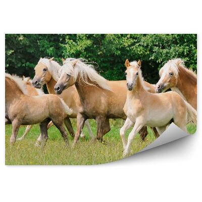 Fototapeta Klacze źrebaki polana drzewa stado