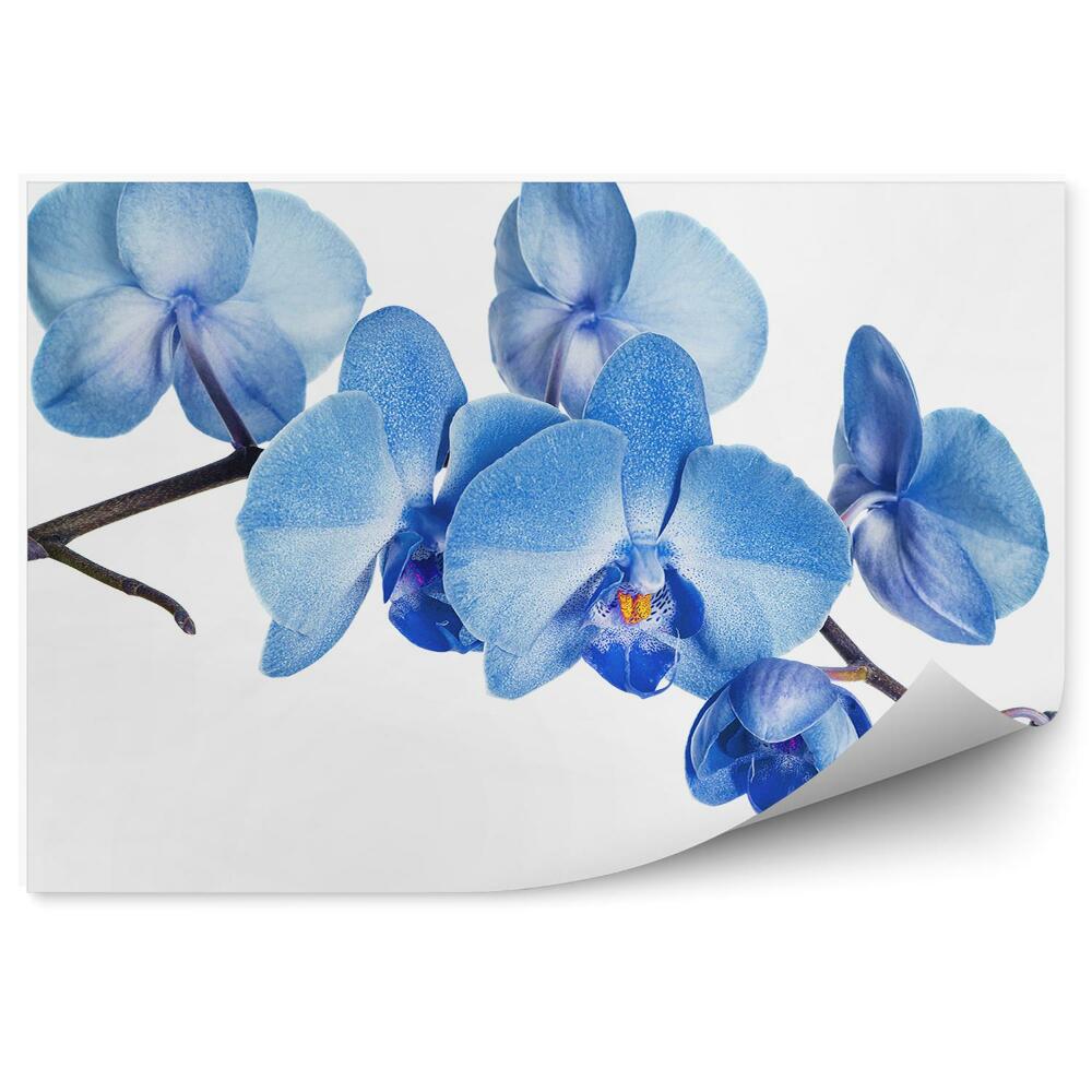 Fototapeta na ścianę Niebieska orchidea