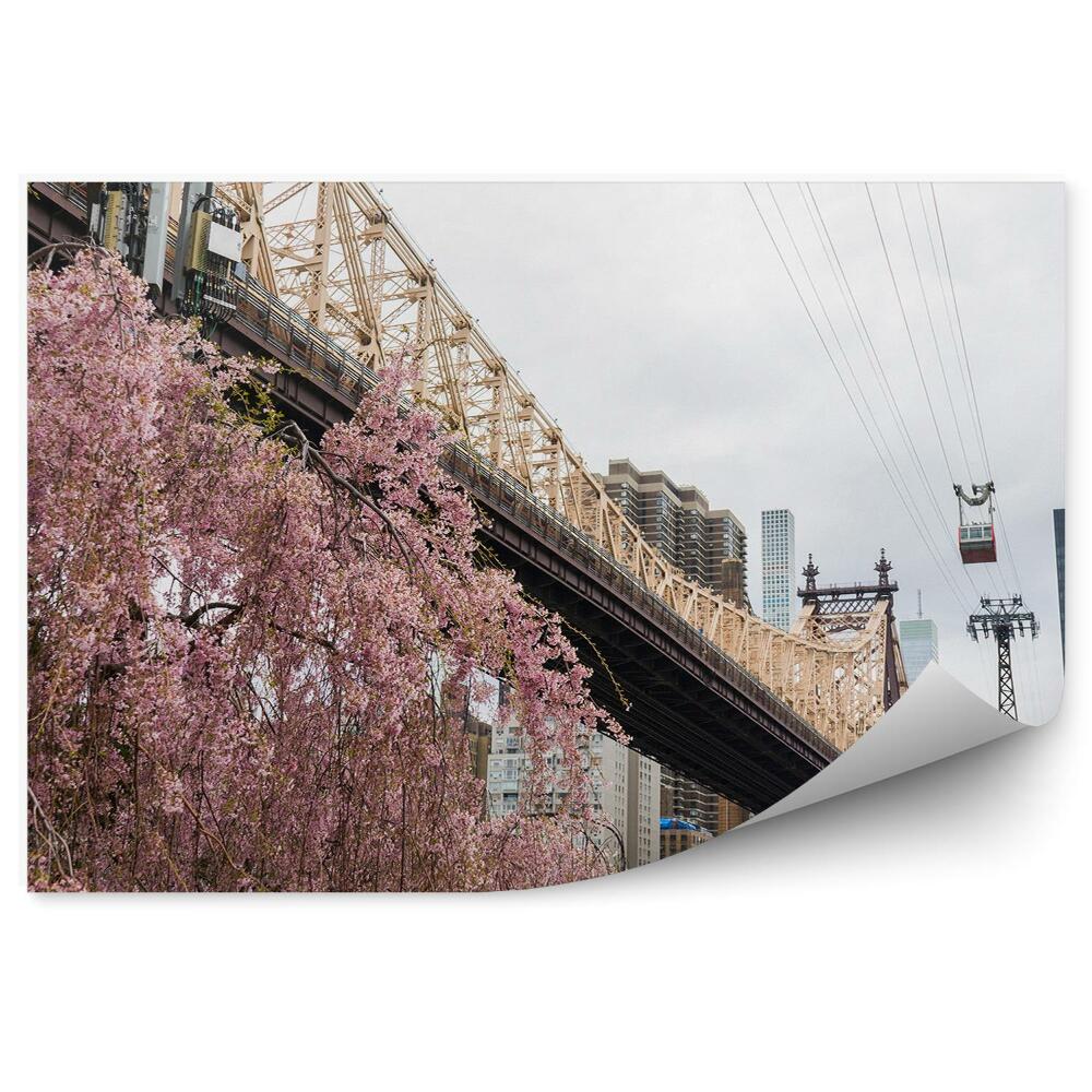 Fototapeta kwiat wiśni most brookliński wieżowce rzeka