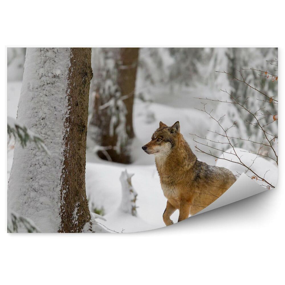 Fototapeta Brązowy wilk las zima śnieg