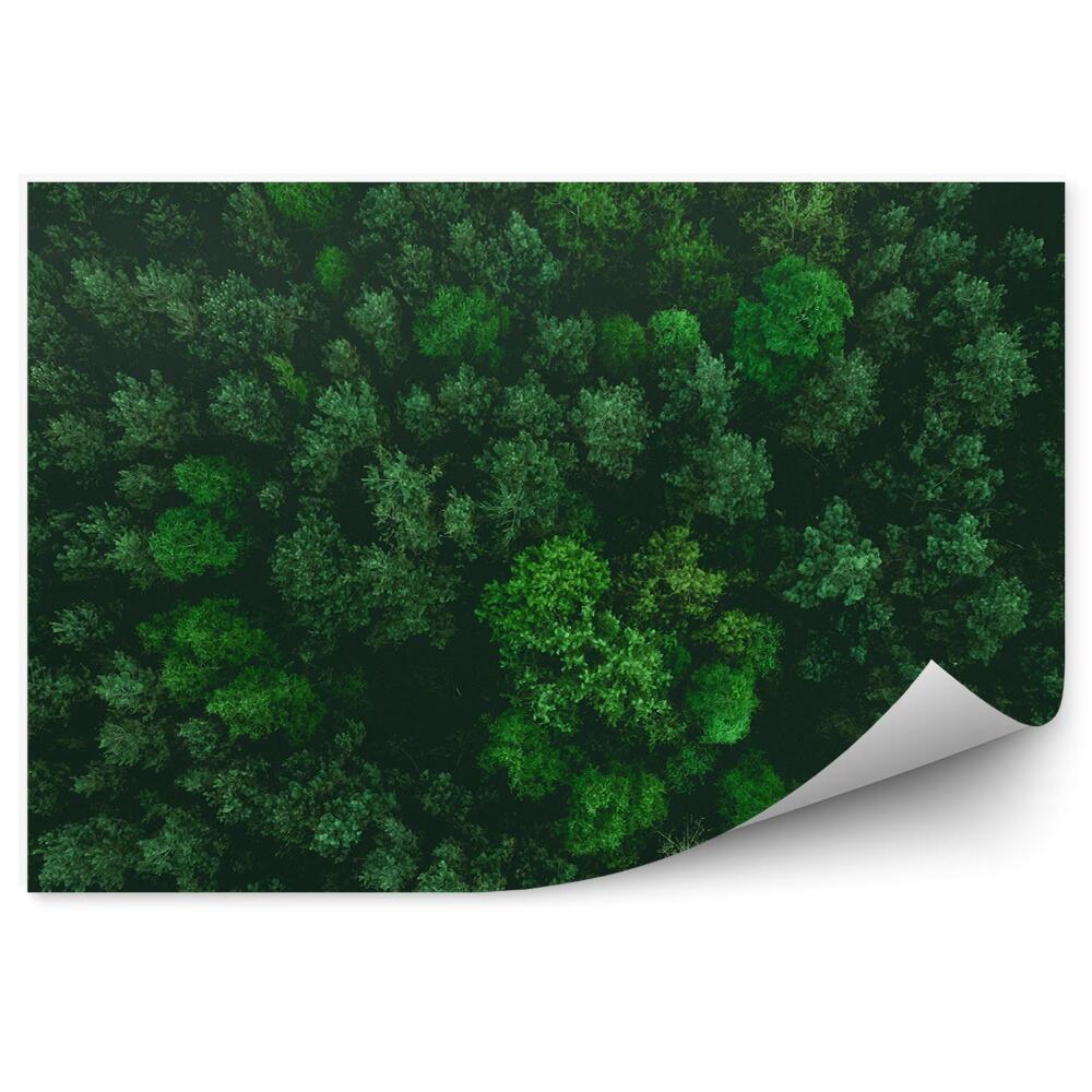 Fototapeta na ścianę Intensywnie zielone choinki widok z góry