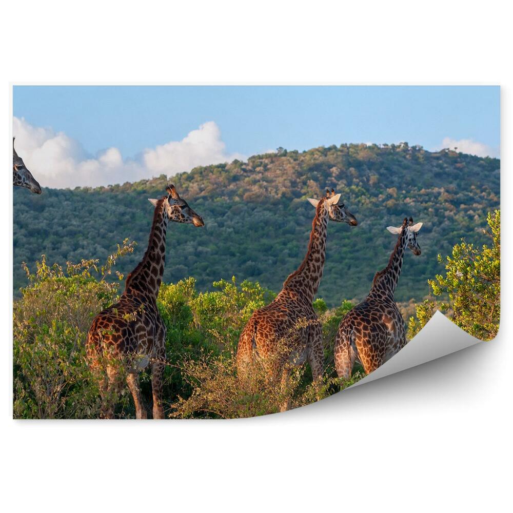 Okleina ścienna Stado żyraf park narodowy zieleń