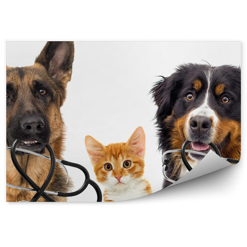 Fototapeta Psy i kot lekarz śmieszne zdjęcie białe tło