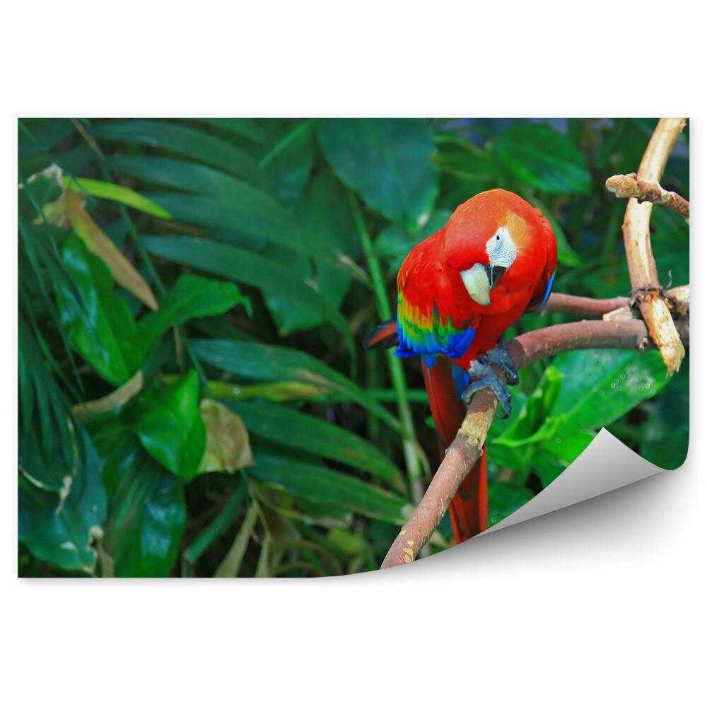 Okleina ścienna Papuga ara na tle dżungli