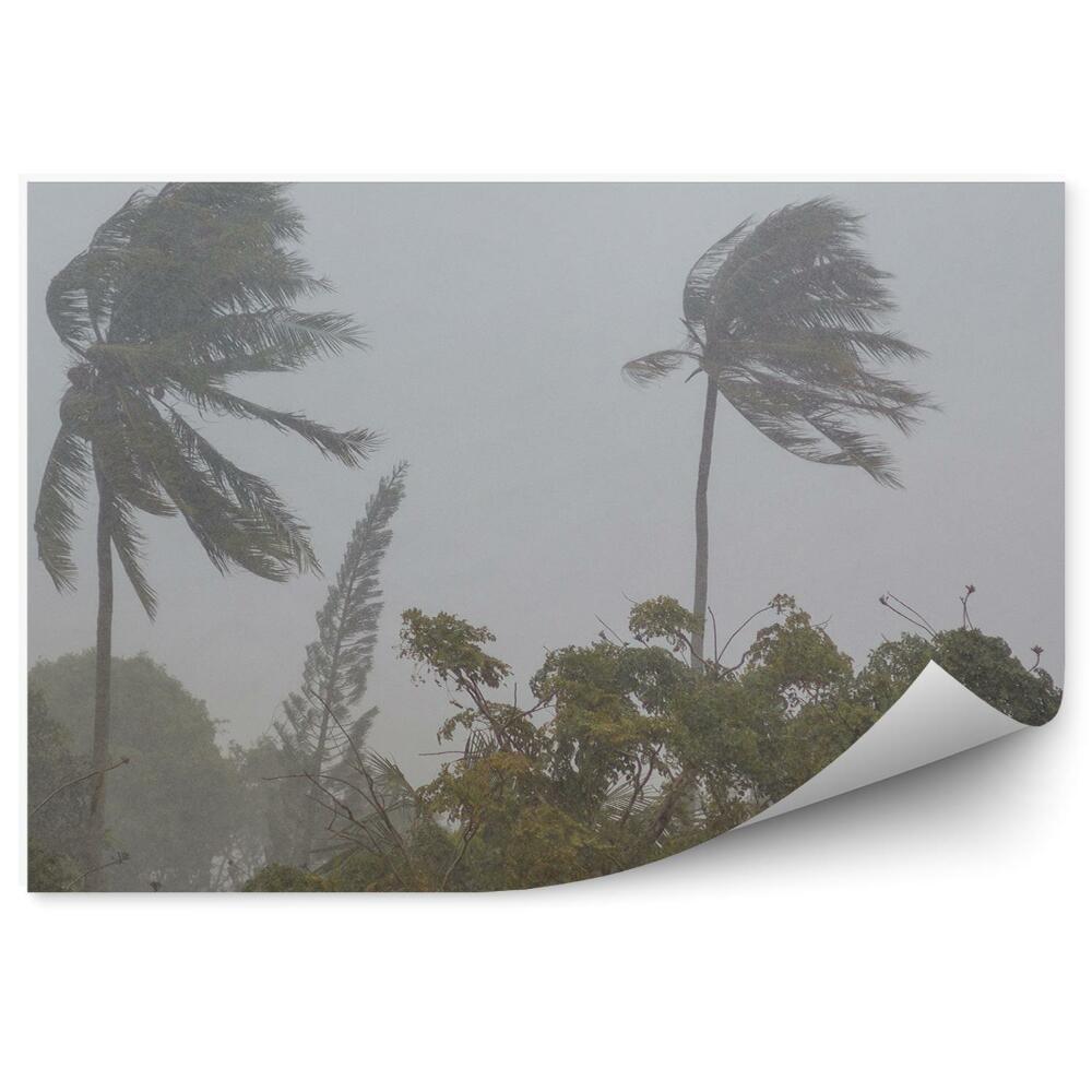 Okleina ścienna Tajlandia burza wiatr palmy roślinność szarość