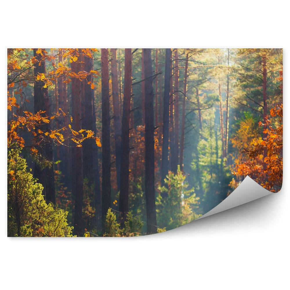 Fototapeta na ścianę Drzewa pomarańczowe liście ścieżka przyroda jesień