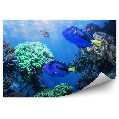 Okleina ścienna Ryba-chirurg na rafie koralowej