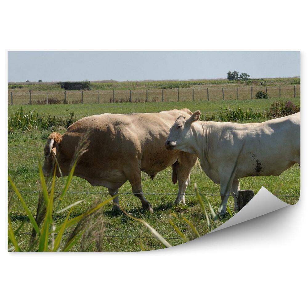 Okleina ścienna Krowy łąka trawa zwierzęta