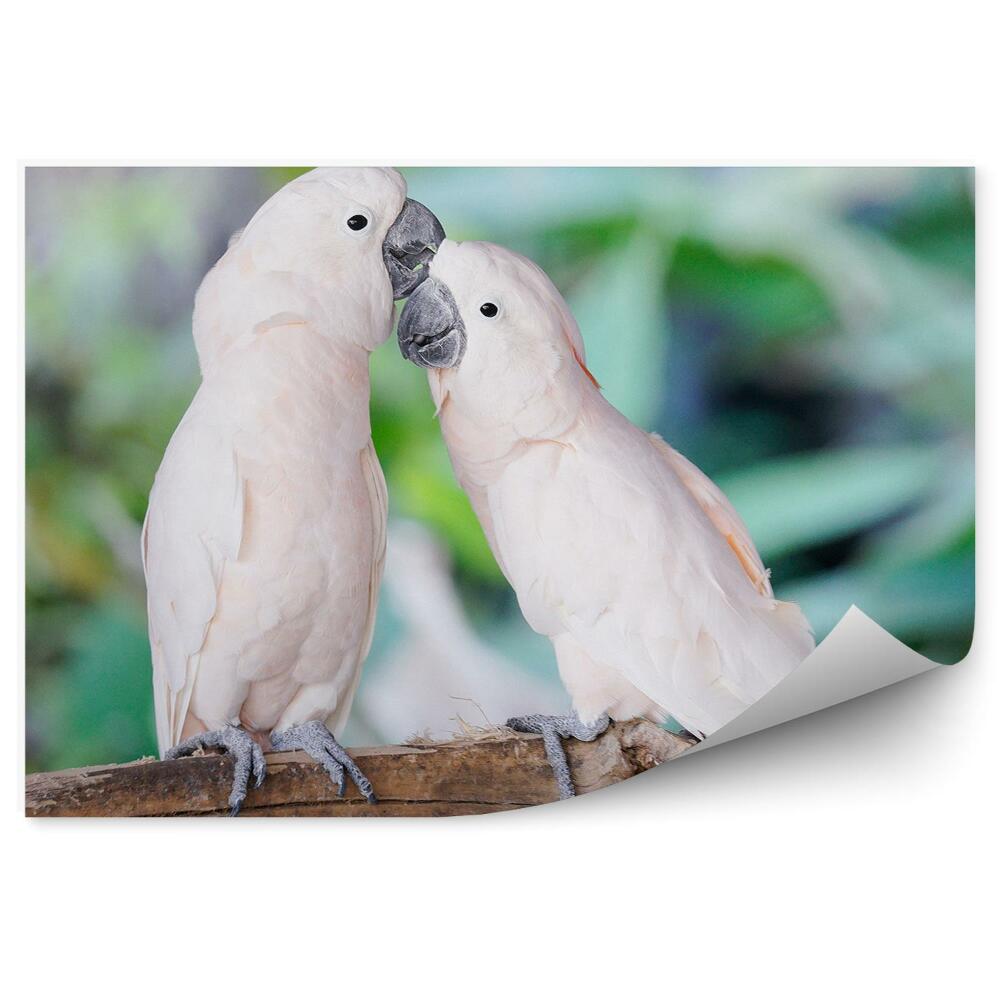 Fototapeta na ścianę Para białych papużek zwierzęta ptaki gałązka