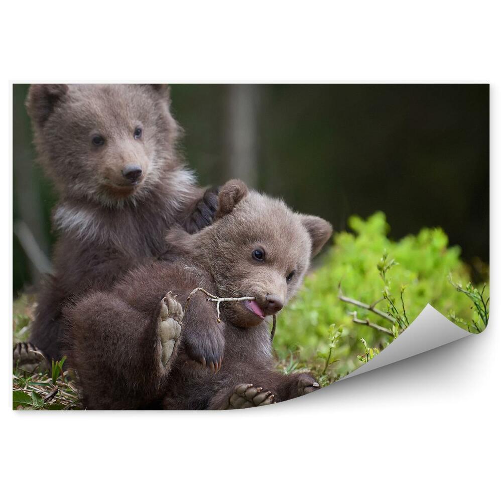Okleina ścienna Młode niedźwiadki w lesie