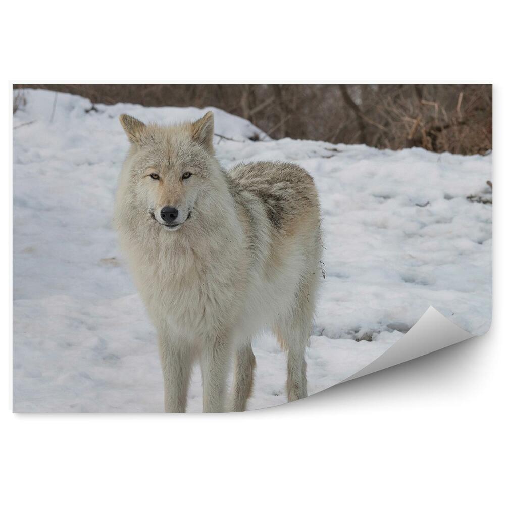 Fototapeta Biały wilk śnieg zima drzewa gałęzie