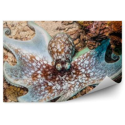 Fototapeta na ścianę Karaiby ośmiornica rafa koralowa