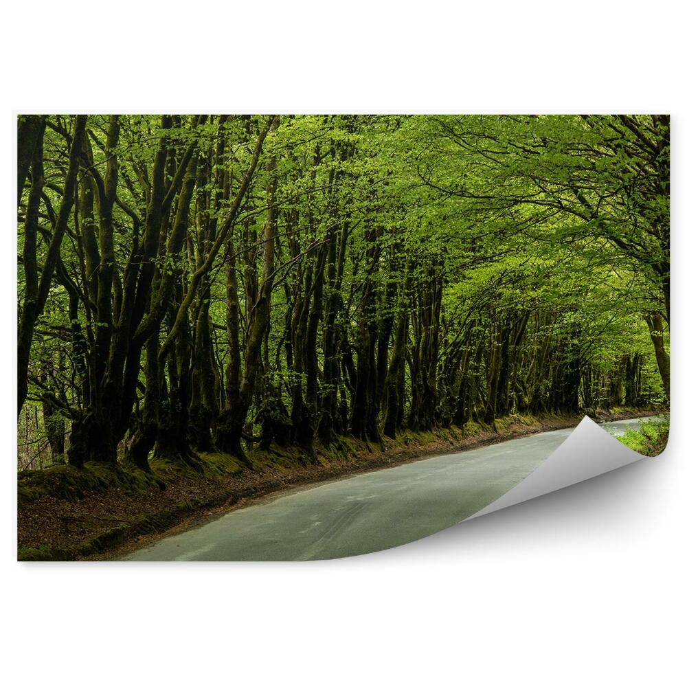 Fototapeta na ścianę Szara droga wśród drzew las zieleń