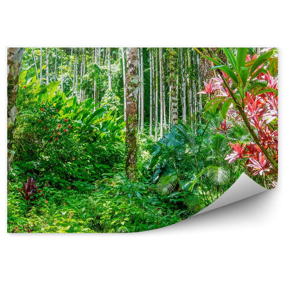 Fototapeta dżungla rośliny Hawaje