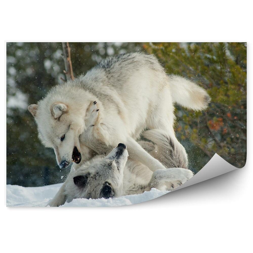 Fototapeta Dwa białe wilki walka śnieg las zima