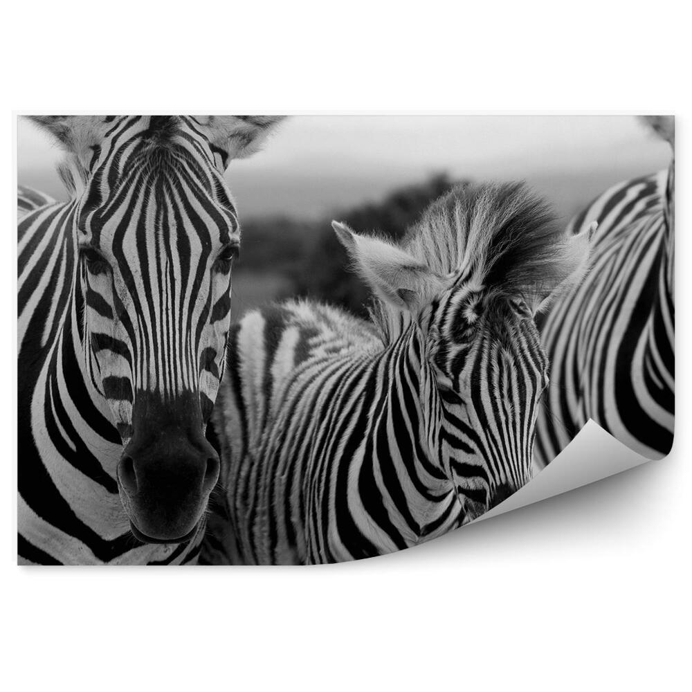 Fototapeta Trzy zebry z bliska