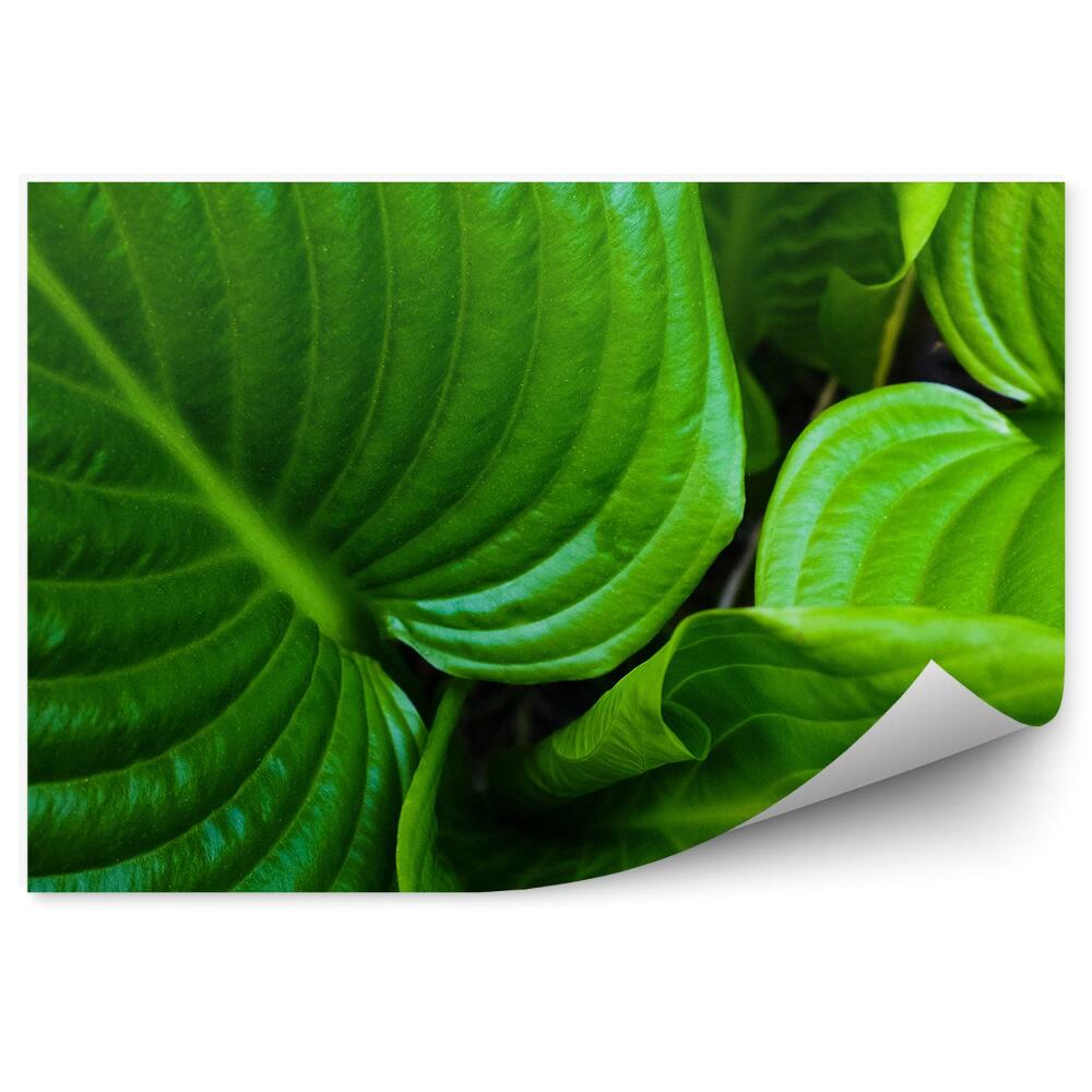 Fototapeta na ścianę Zbliżenie na duże zielone liście tropikalne