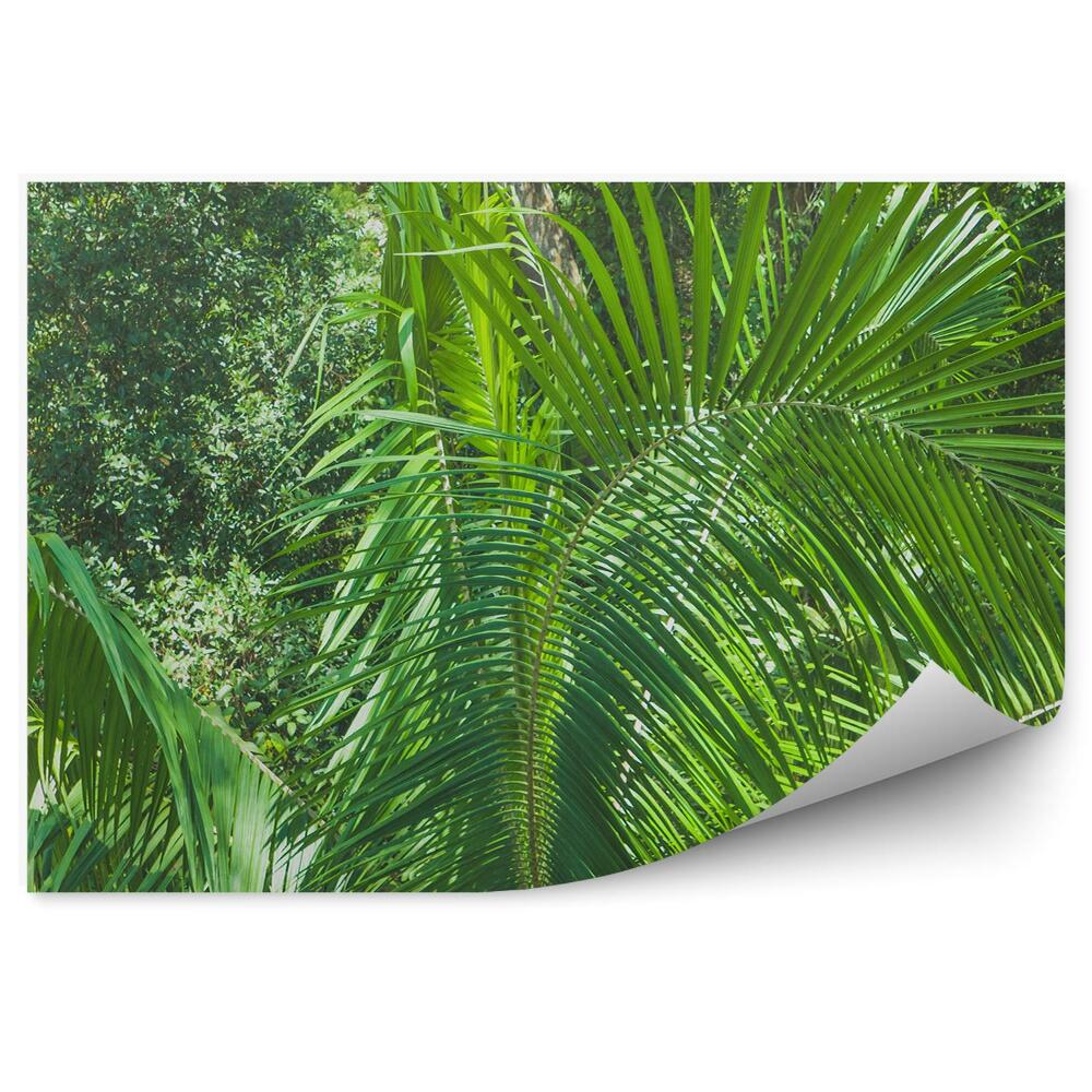 Fototapeta na ścianę Tropikalna dżungla liście rośliny przyroda