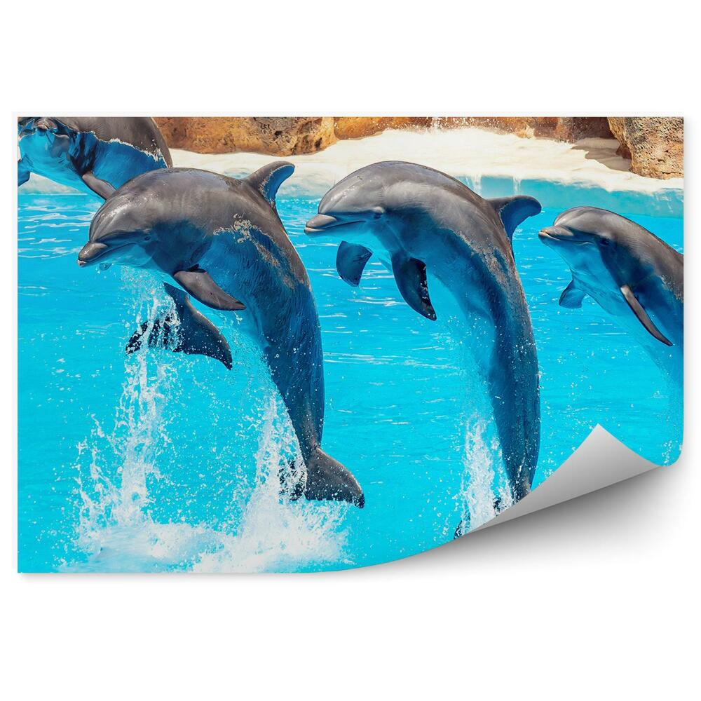 Okleina ścienna Akrobacje delfinów