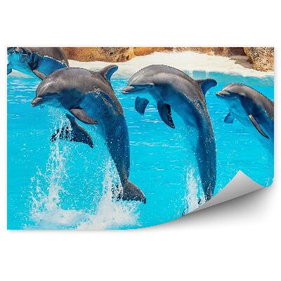 Okleina ścienna Akrobacje delfinów