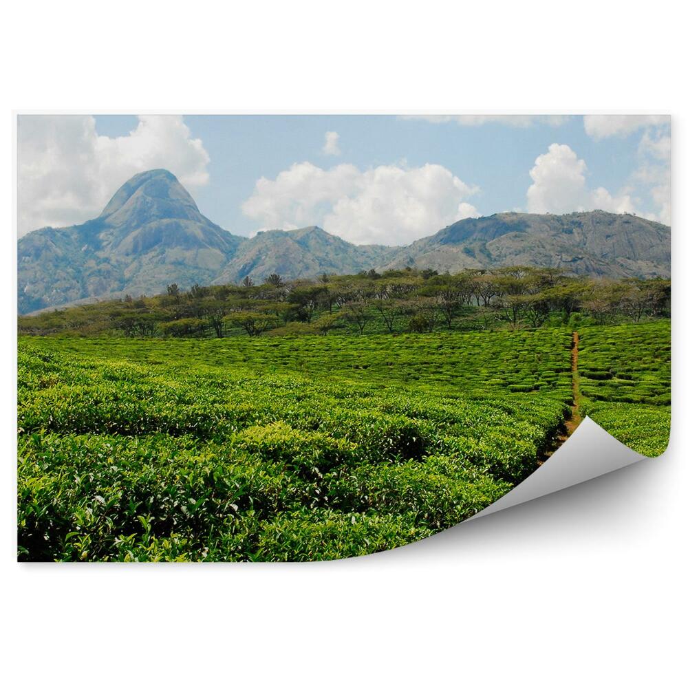 Okleina na ścianę Plantacja herbaty roślinność natura góry