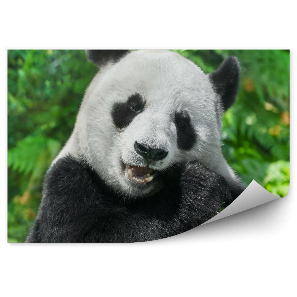 Okleina ścienna Jedząca panda