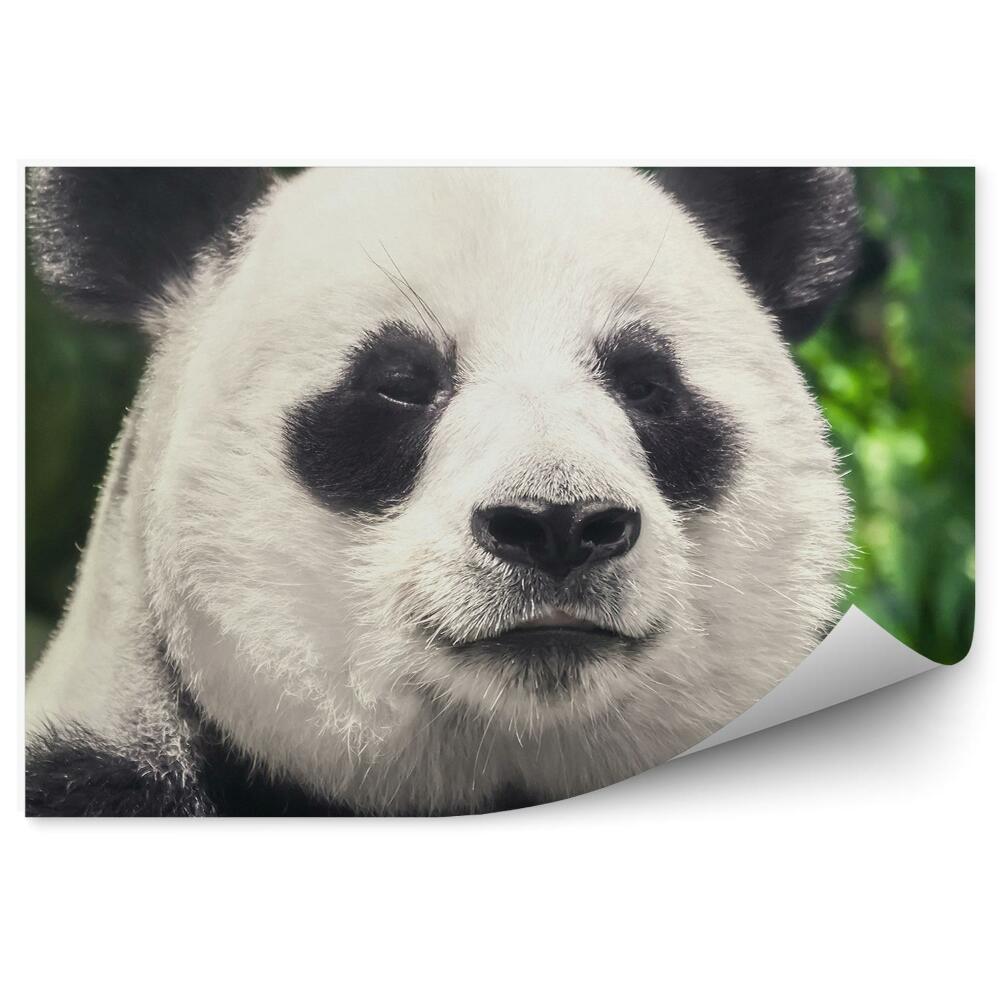 Okleina ścienna Czarno - biała panda z bliska