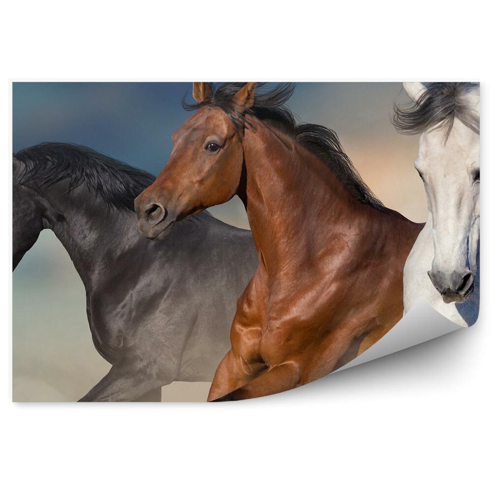 Fototapeta Trzy konie biały brązowy czarny galop pył